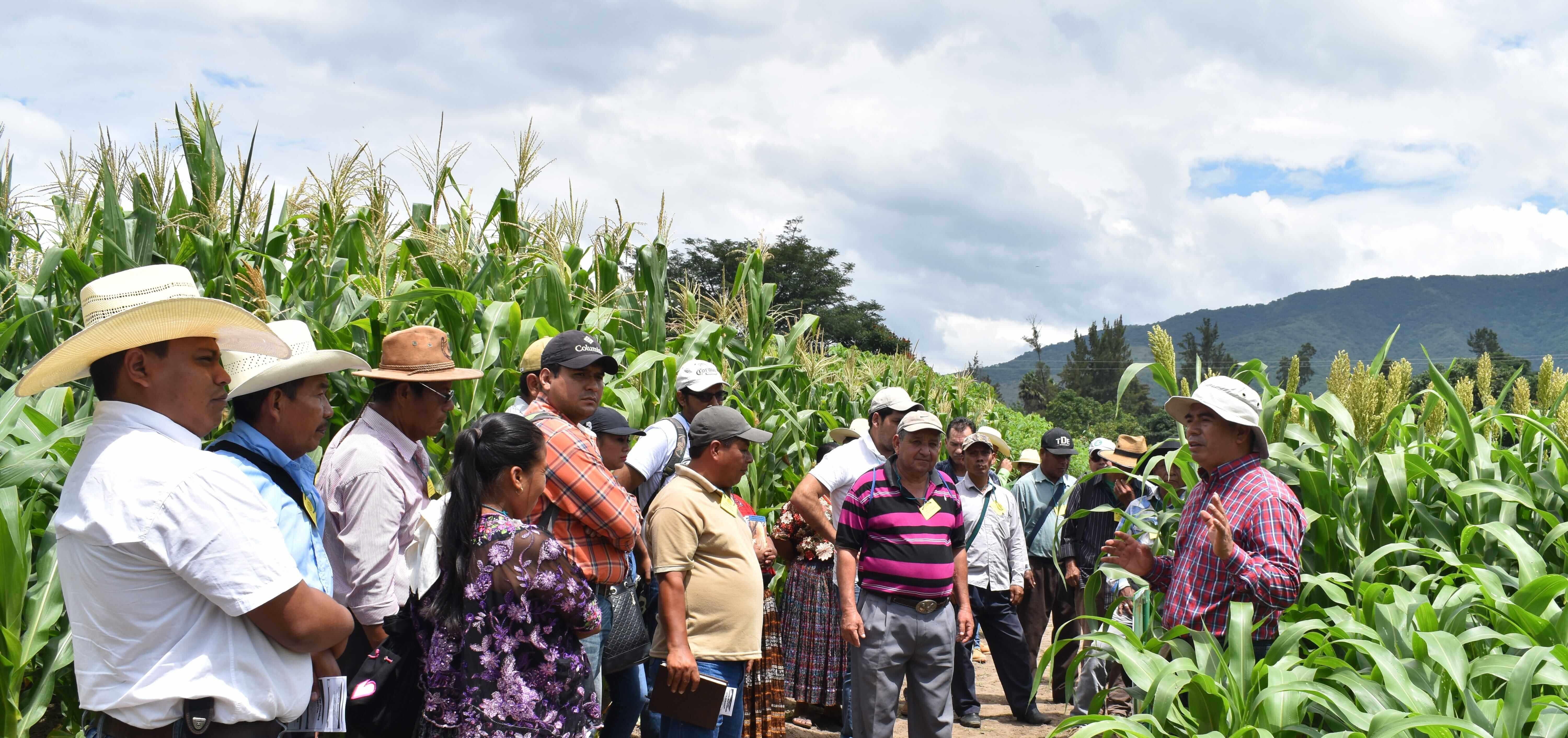 Dedicación en el trabajo agrícola
